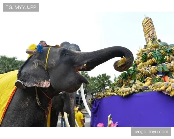 泰国队大象标志 泰国队大象标志